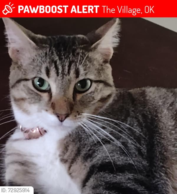 Lost Male Cat last seen Britton Rd. & Ridgeview Dr., The Village, OK 73120
