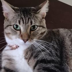 Lost Male Cat last seen Britton Rd. & Ridgeview Dr., The Village, OK 73120