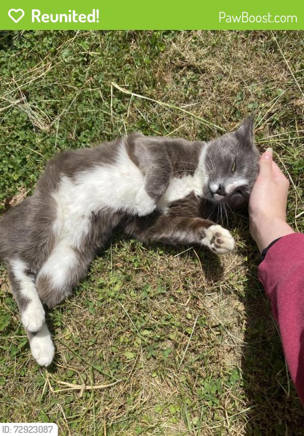 Reunited Male Cat last seen West End Sheetz , Huntington, WV 25704