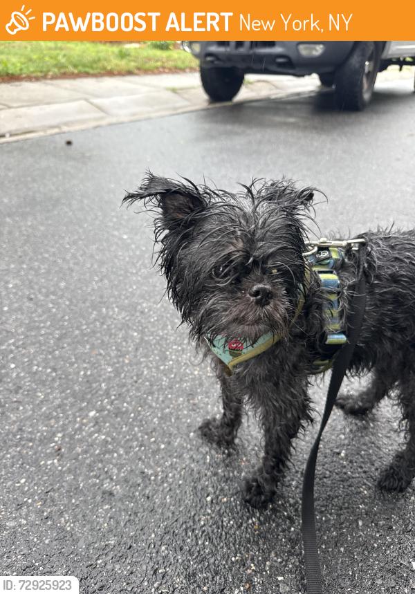 Found/Stray Male Dog last seen Norfolk VA, New York, NY 10037