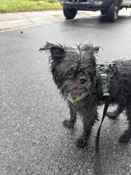 Found/Stray Male Dog last seen Norfolk VA, New York, NY 10037