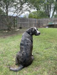 Lost Male Dog last seen Bellaire and Vine, Grapevine, TX 76051