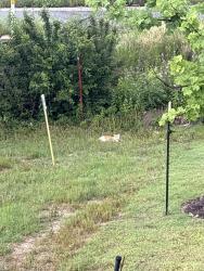 Found/Stray Unknown Cat last seen Jefferson Praire Park apmts, Fort Worth, TX 76123