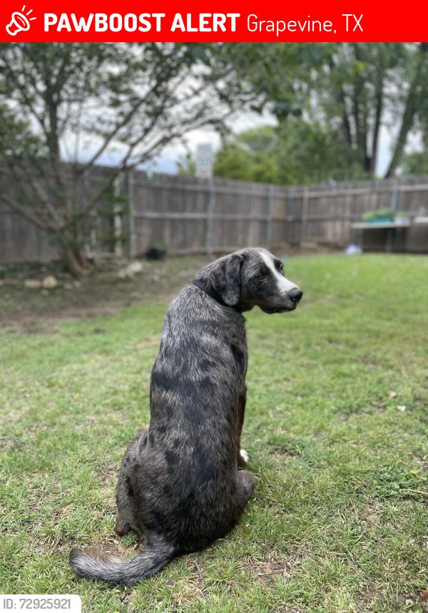 Lost Male Dog last seen Bellaire and Vine, Grapevine, TX 76051