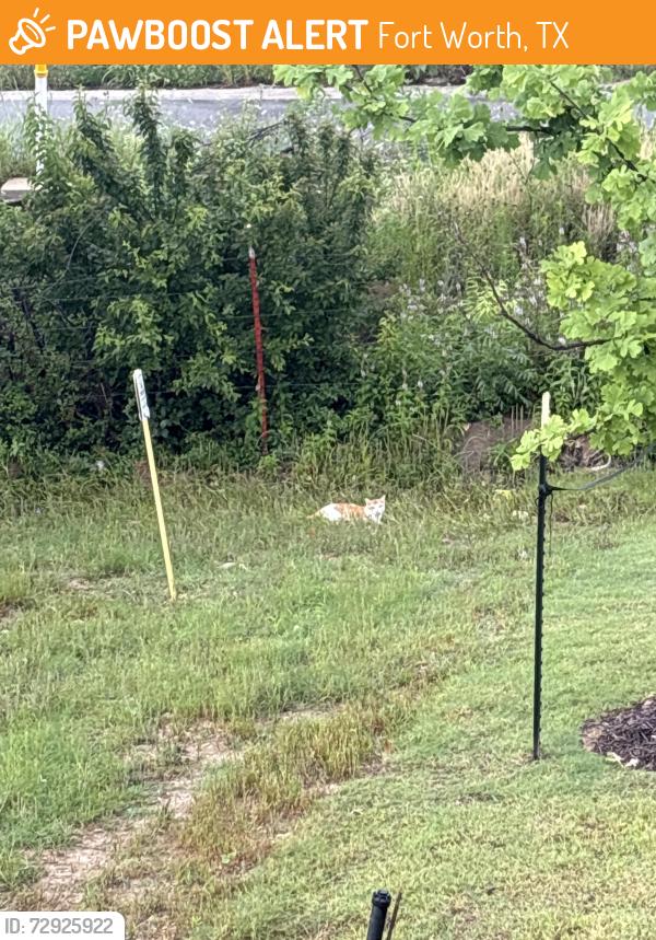 Found/Stray Unknown Cat last seen Jefferson Praire Park apmts, Fort Worth, TX 76123