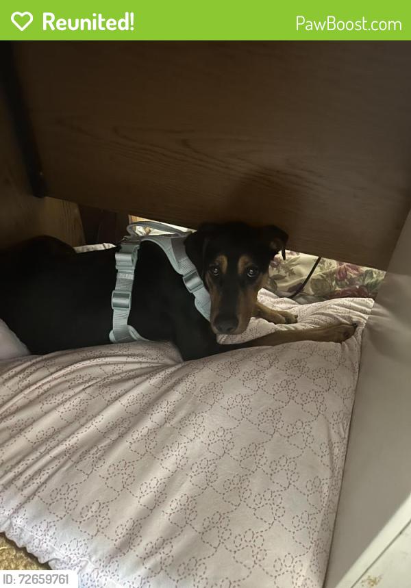 Reunited Female Dog last seen Coors and Gun Club, Albuquerque, NM 87121