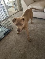 Reunited Female Dog last seen Herndon and Polk , Fresno, CA 93722