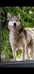 Reunited Male Dog last seen Near W 1st St, Santa Ana, CA 92703, USA, Santa Ana, CA 92703