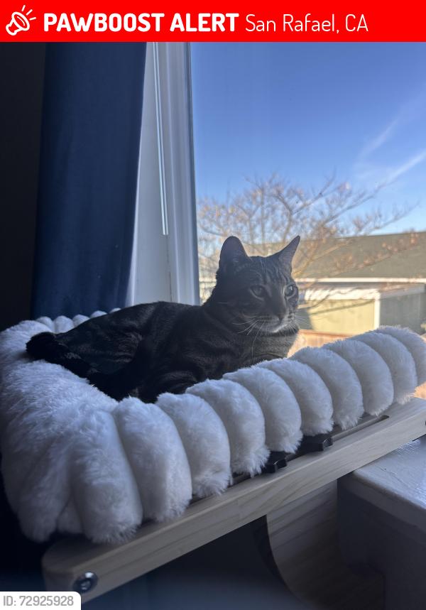 Lost Male Cat last seen Near la brea way San Rafael 94903, San Rafael, CA 94903
