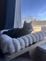 Lost Male Cat last seen Near la brea way San Rafael 94903, San Rafael, CA 94903
