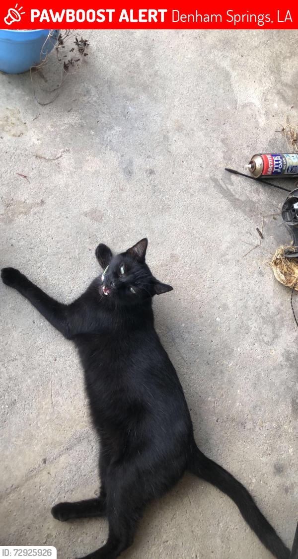 Lost Male Cat last seen cockerham rd denham springs, louisiana , Denham Springs, LA 70726
