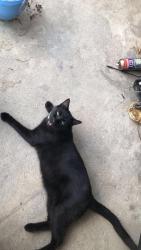 Lost Male Cat last seen cockerham rd denham springs, louisiana , Denham Springs, LA 70726