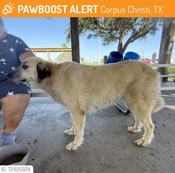 Found/Stray Female Dog last seen Parker Park, Graham Road at Waldron, Corpus Christi, TX 78418