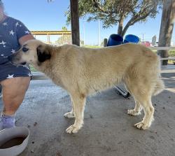 Found/Stray Female Dog last seen Parker Park, Graham Road at Waldron, Corpus Christi, TX 78418