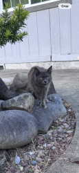 Reunited Male Cat last seen 184th and 78th , Puyallup, WA 98375