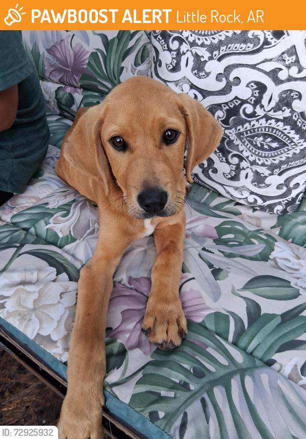 Found/Stray Male Dog last seen Walker st , Little Rock, AR 72204