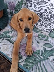 Found/Stray Male Dog last seen Walker st , Little Rock, AR 72204