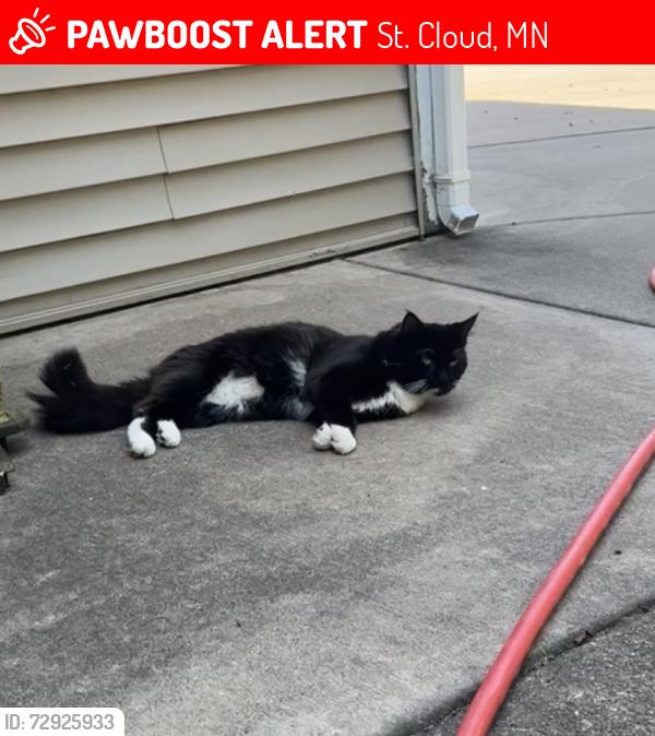 Lost Male Cat last seen near apmts, St. Cloud, MN 56301