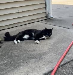 Lost Male Cat last seen near apmts, St. Cloud, MN 56301