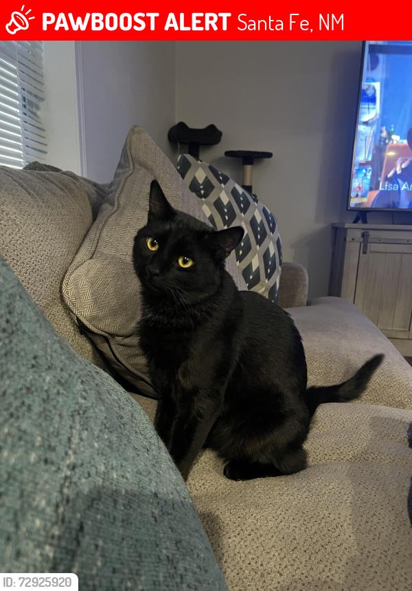 Lost Male Cat last seen Rufina Street , and Agua Fría Rd, Santa Fe, NM 87507