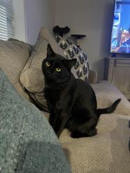 Lost Male Cat last seen Rufina Street , and Agua Fría Rd, Santa Fe, NM 87507