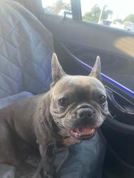 Reunited Female Dog last seen Near Ken Thompson Pkwy, Sarasota, FL 34236, USA, Sarasota, FL 34236