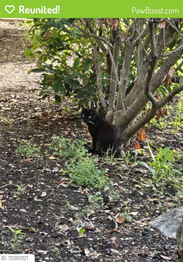 Reunited Female Cat last seen Chatwood and Bell, San Antonio, TX 78217