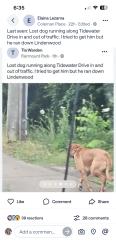Reunited Unknown Dog last seen Tidewater, Norfolk, VA 23504