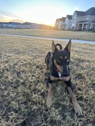 Lost Female Dog last seen Near Washington Dr Arlington, TX  76011 United States, Arlington, TX 76011