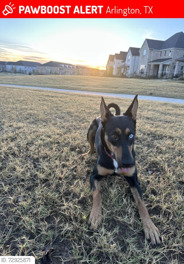 Lost Female Dog last seen Near Washington Dr Arlington, TX  76011 United States, Arlington, TX 76011