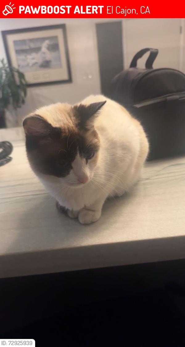 Lost Female Cat last seen Fletcher hills , El Cajon, CA 92020