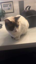 Lost Female Cat last seen Fletcher hills , El Cajon, CA 92020