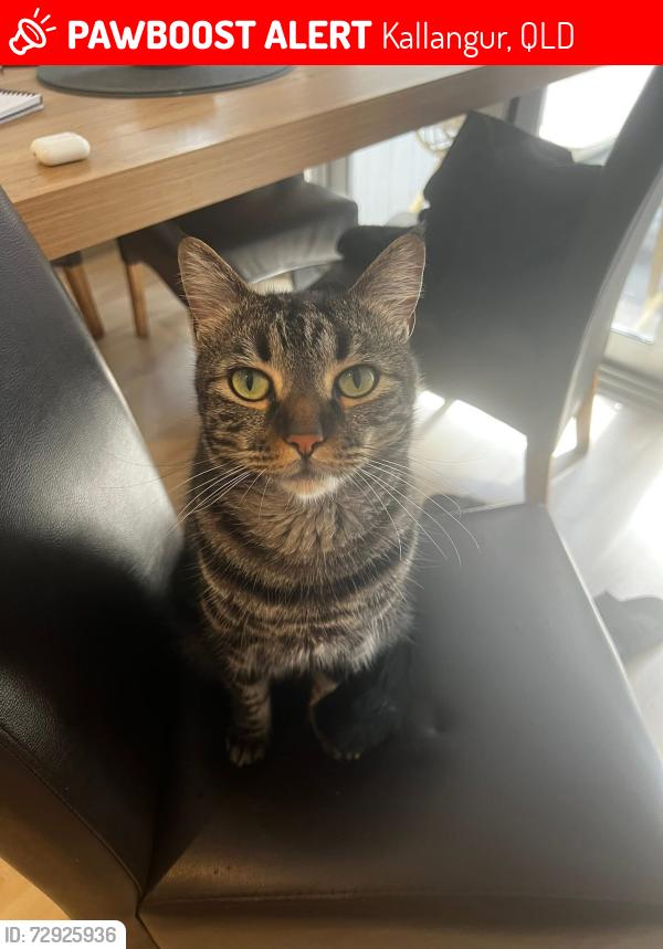 Lost Male Cat last seen Butterfly drive Kallangur , Kallangur, QLD 4503