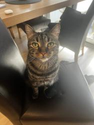 Lost Male Cat last seen Butterfly drive Kallangur , Kallangur, QLD 4503