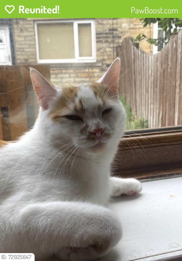 Reunited Male Cat last seen Idle Road, round the corner from Tesco Express, West Yorkshire, England BD2 4PE