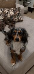 Reunited Male Dog last seen Near Shortridge Ave, San Jose, CA 95116, USA, San Jose, CA 95116