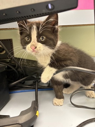 Shelter Stray Male Cat last seen Cleburne, TX 76033, Cleburne, TX 76033