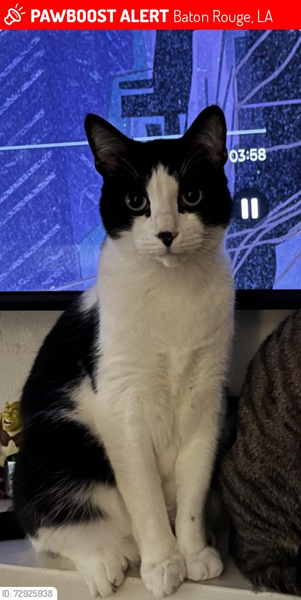 Lost Male Cat last seen Oakdale Dr. \ Barkley Dr.\  Between Bluebonnet & Siegan, Baton Rouge, LA 70810