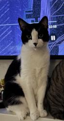 Lost Male Cat last seen Oakdale Dr. \ Barkley Dr.\  Between Bluebonnet & Siegan, Baton Rouge, LA 70810