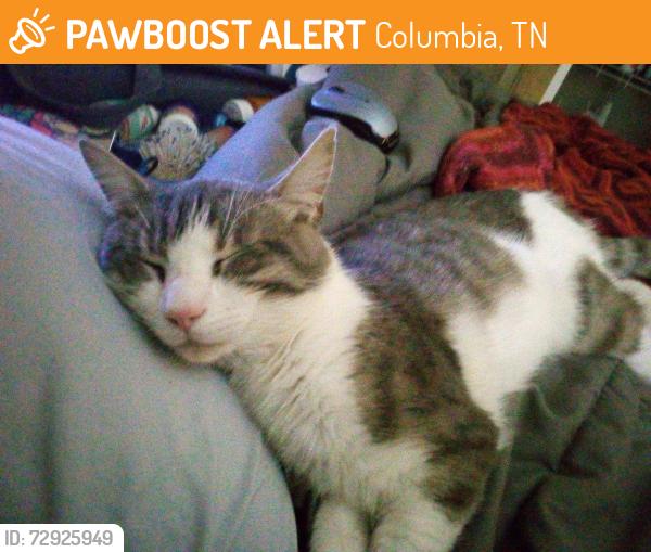 Found/Stray Male Cat last seen columbia tn, Columbia, TN 38401