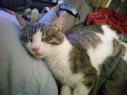 Found/Stray Male Cat last seen columbia tn, Columbia, TN 38401