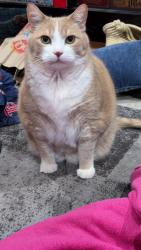 Reunited Male Cat last seen Linden and Merrill, Hutchinson, MN 55350