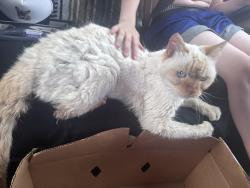 Found/Stray Unknown Cat last seen Behind Movies 10, Wilmington, DE 19804