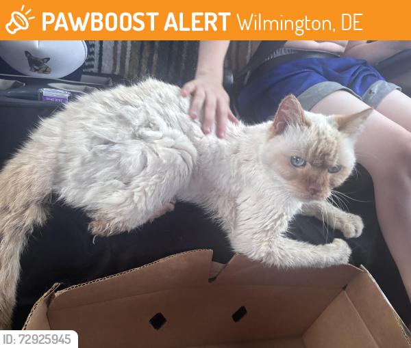 Found/Stray Unknown Cat last seen Behind Movies 10, Wilmington, DE 19804