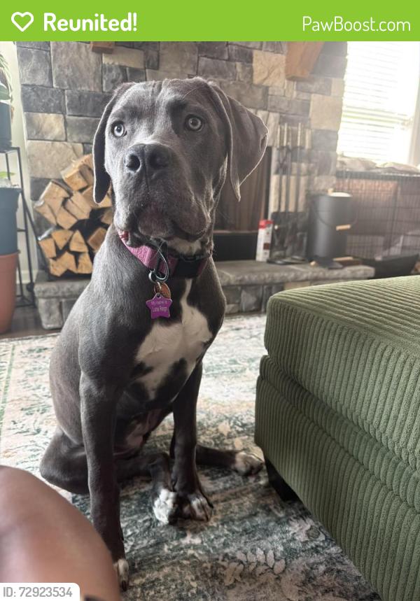Reunited Female Dog last seen Landon Ct, Newnan, GA 30263