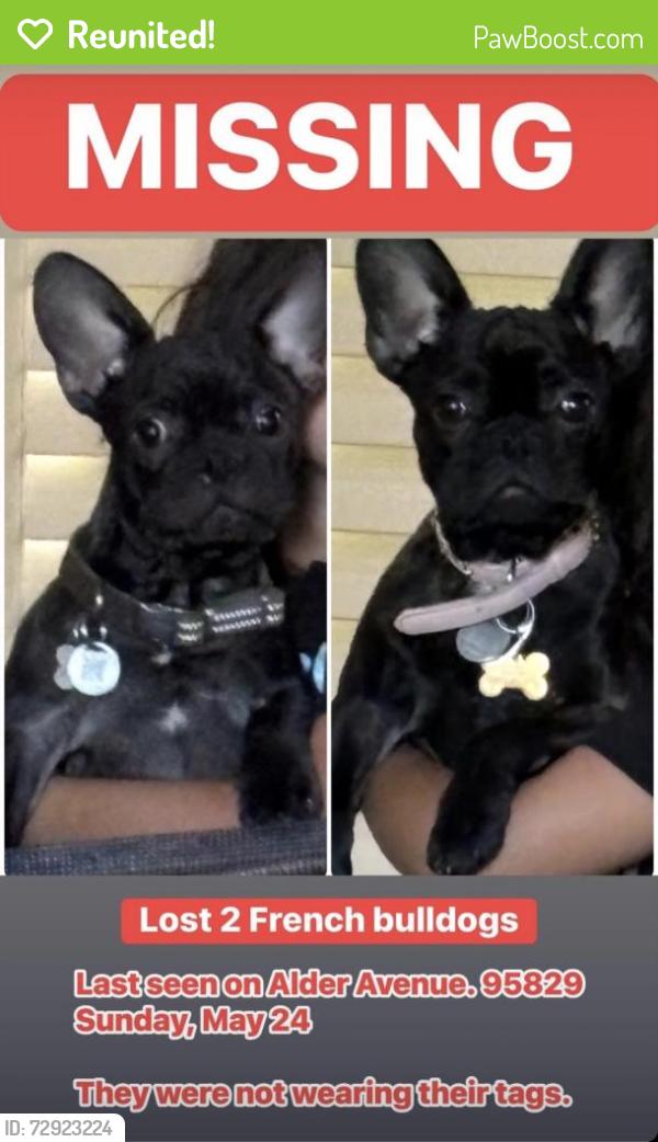 Reunited Male Dog last seen Fruitridge Avenue/ Alder Avenue, Sacramento, CA 95826