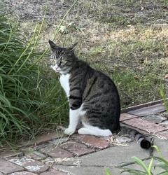Reunited Female Cat last seen Near Sanford Street, Fair Oaks , Fair Oaks, CA 95628