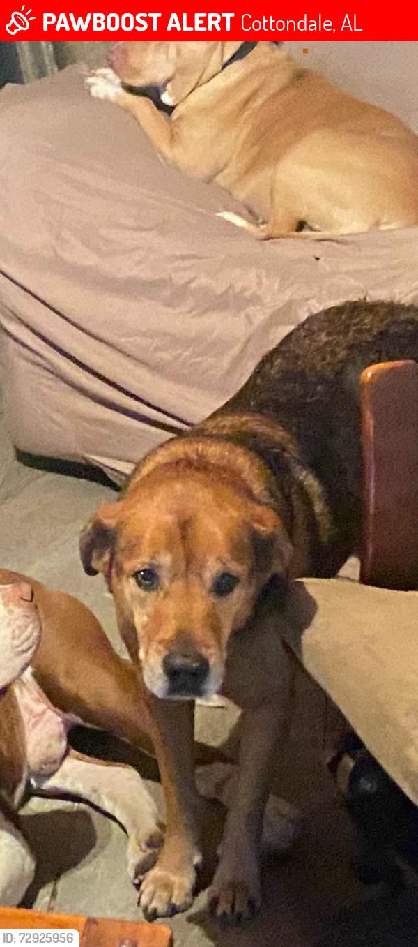 Lost Male Dog last seen Paul Duncan road /hargrove road east, Cottondale, AL 35453