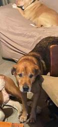 Lost Male Dog last seen Paul Duncan road /hargrove road east, Cottondale, AL 35453