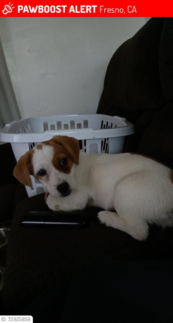 Lost Female Dog last seen Maple and tulare , Fresno, CA 93727
